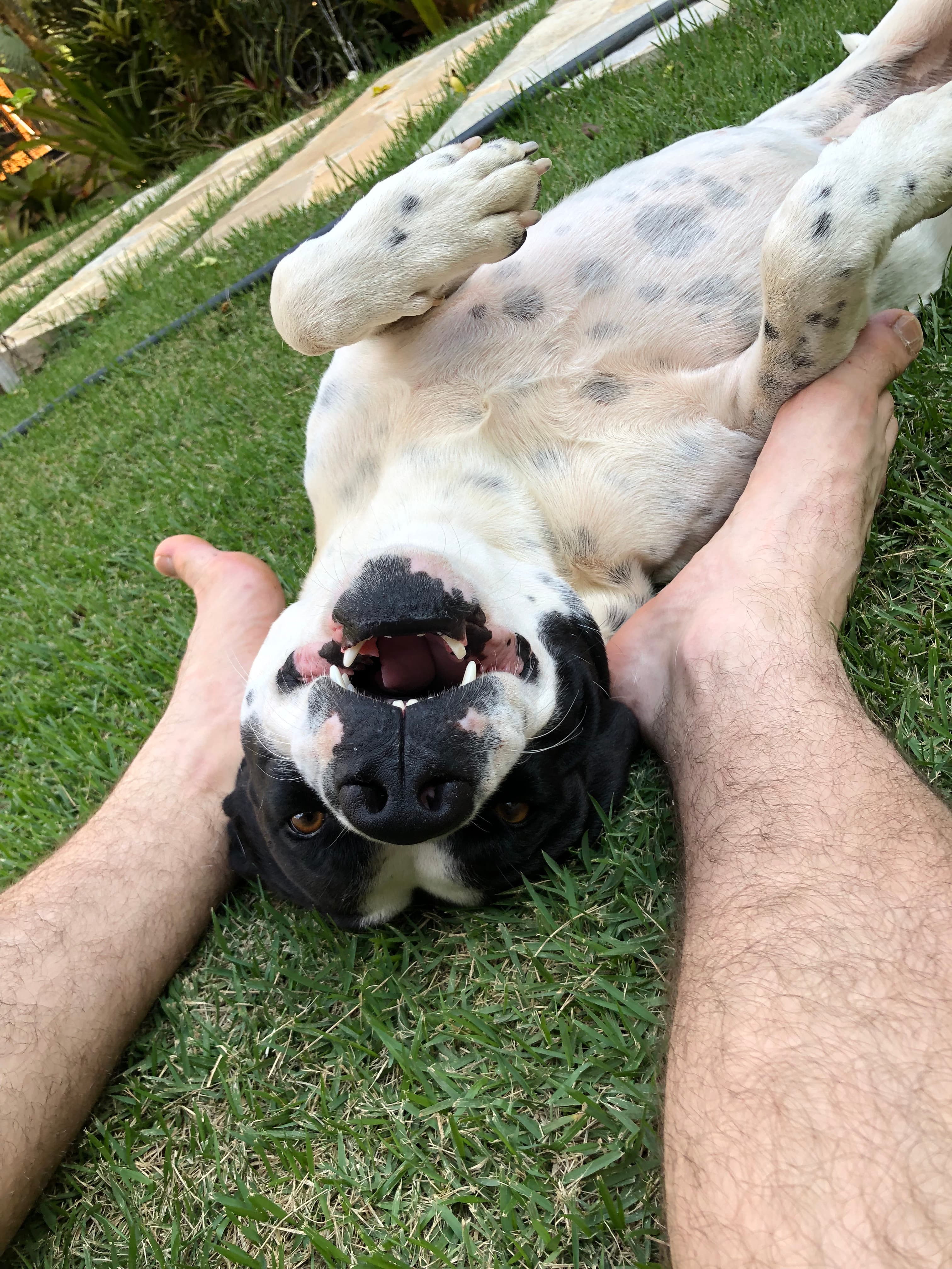 bola my dog